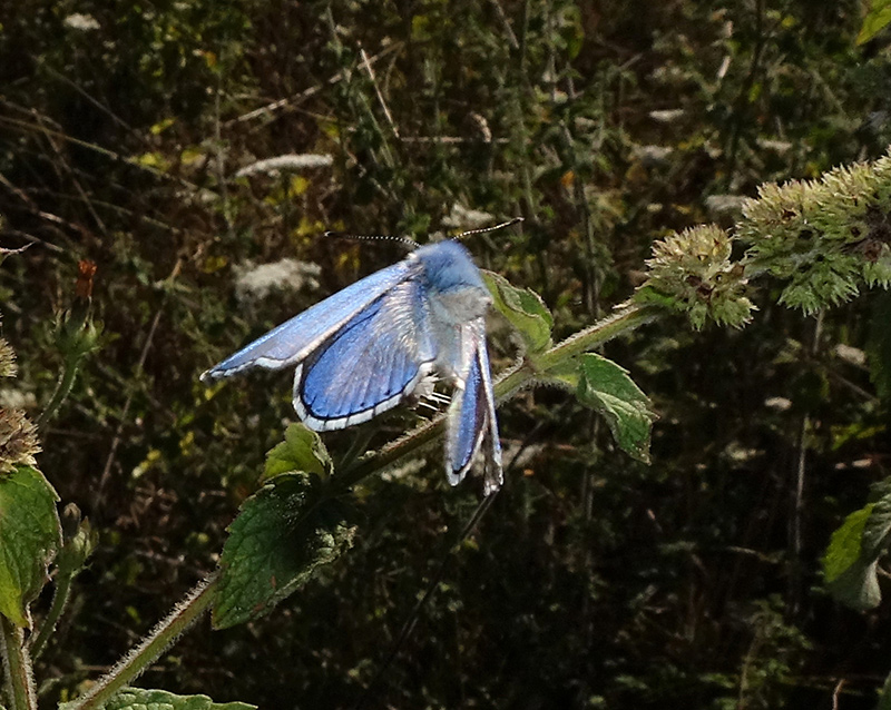 Le Farfalle... volano!